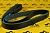 Ремень системы охлаждения JCB (OEM) 02/911897